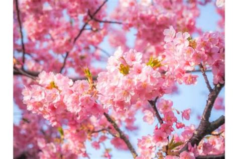 風水 桃|縁起の良い花と実をつける桃の花風水 